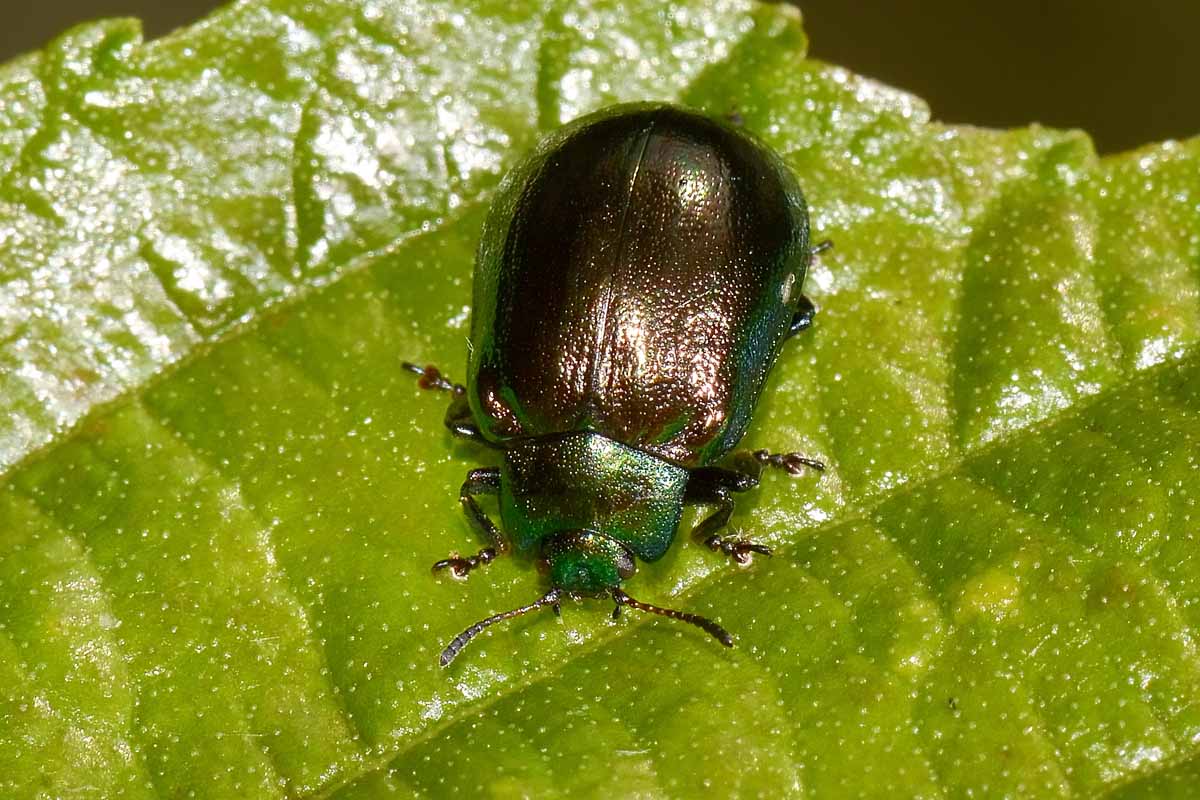 Linaeidea aenea, Chrysomelidae